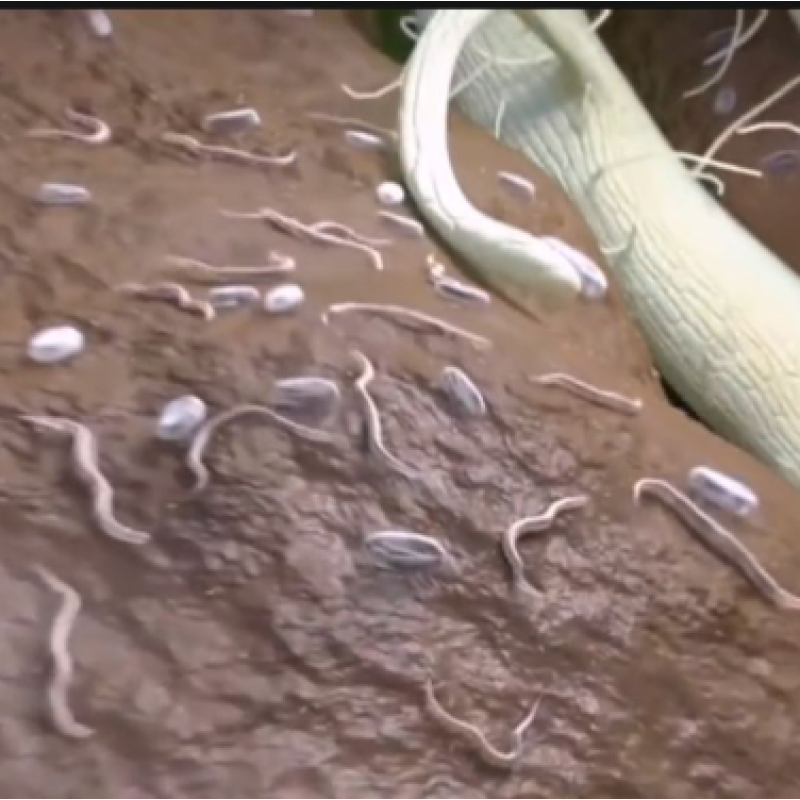 Paecilomyces Lilacinus Targeted  Root Knot Nematodes Fungi Treatment