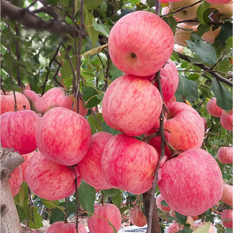 Medium and TE Water-soluble Fertilizer Ca Mg B Zn Fe Anti Cracking Fruit