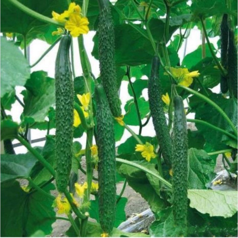 Medium and TE Water-soluble Fertilizer Ca Mg B Zn Fe Anti Cracking Fruit