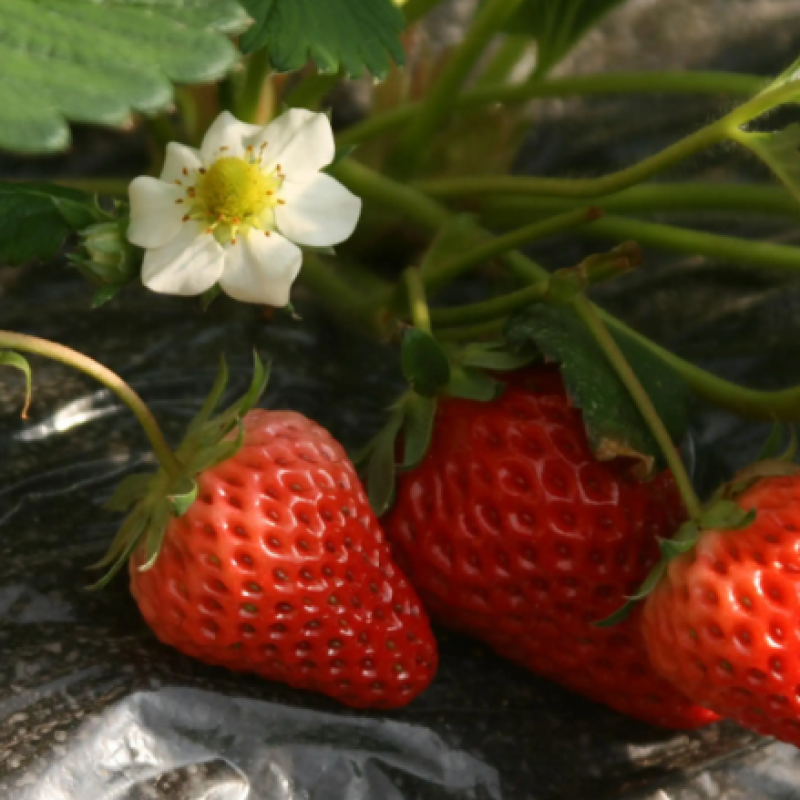 Improving Fruit Setting Rate Fluid Boron