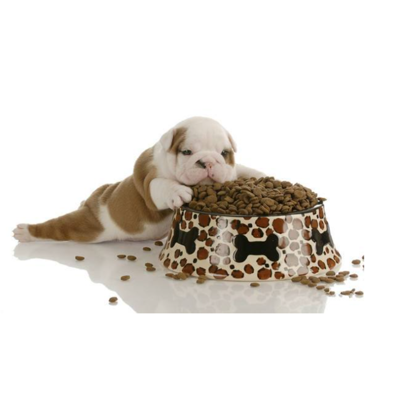 Enterococcus Faecalis Lactic Acid Bacteria