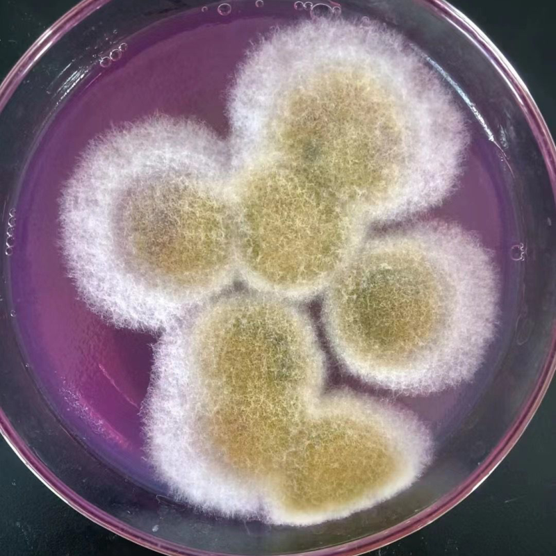 Trichoderma Harzianum Agricultural Grade Fungal Sterilization