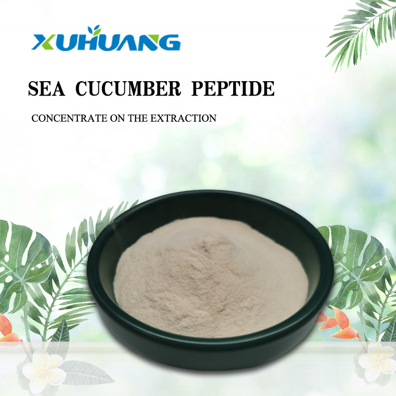 Best Price of Dried Sea Cucumber Protein Powder/ Sea Cucumber Peptide /sea Cucumber Polypeptide