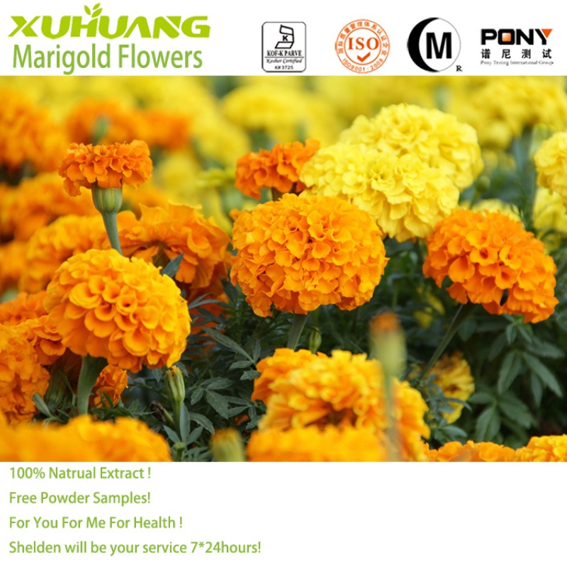 Food Supplement Marigold Flower Extract in Stock  Tagetes Erecta Extract  for Sell Lutein Powder with Free Samples