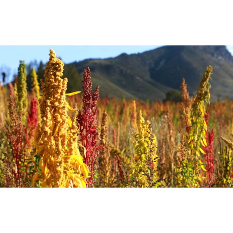 Factory Supply Quinoa Protein Powder  Quinoa Powder