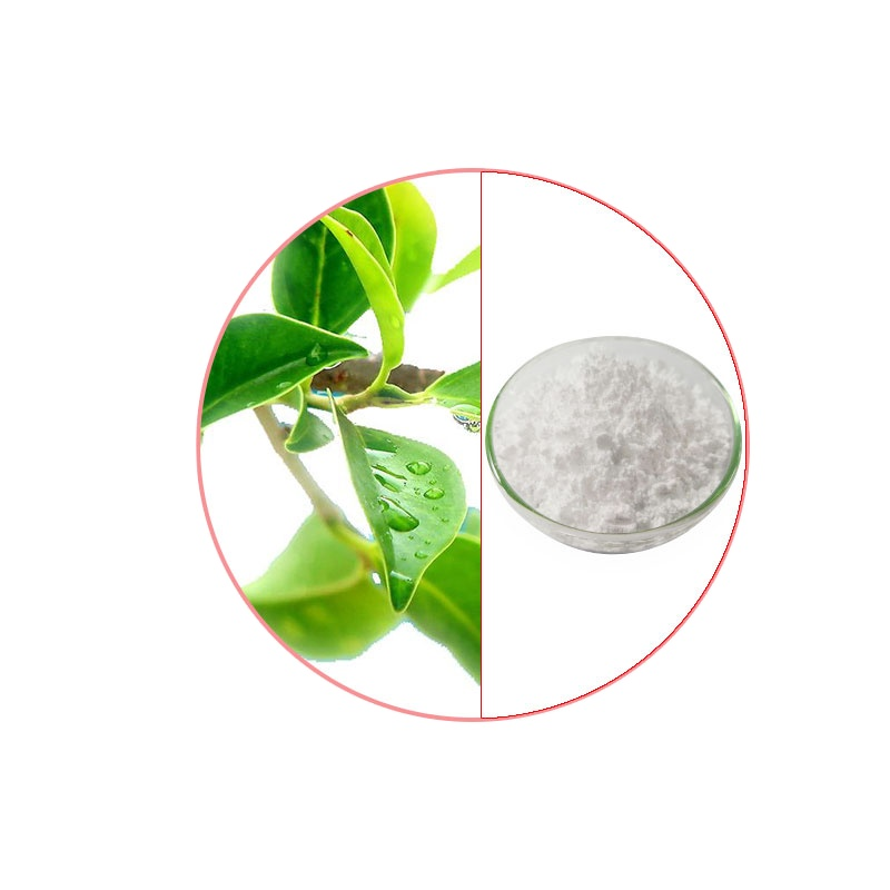 Green Tea Extract Manufacturer - ODM L-Theanine Tea Polyphenols Powder