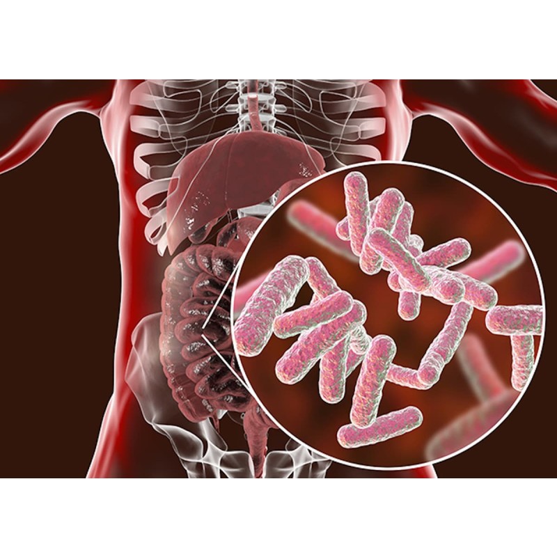 Probiotics Powder Manufacturer - ODM 10B 100B CFU/g Lactobacillus Plantarum