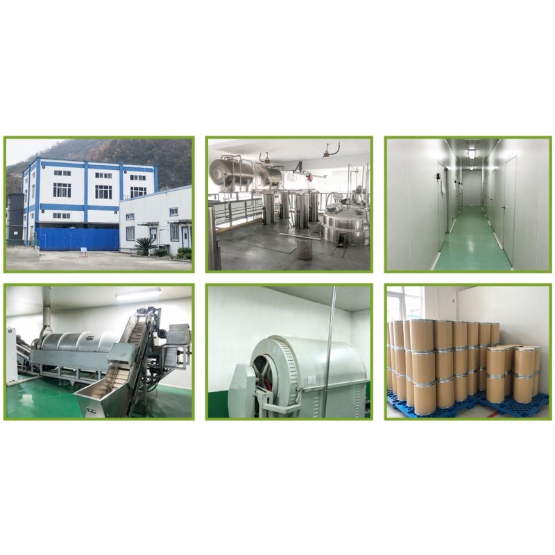 Tara Gum Powder Factory - Pure Thickener Powder Bulk