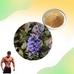Ajuga Turkestanica Powder Factory - 2% 10% Turkesterone Natural Extract