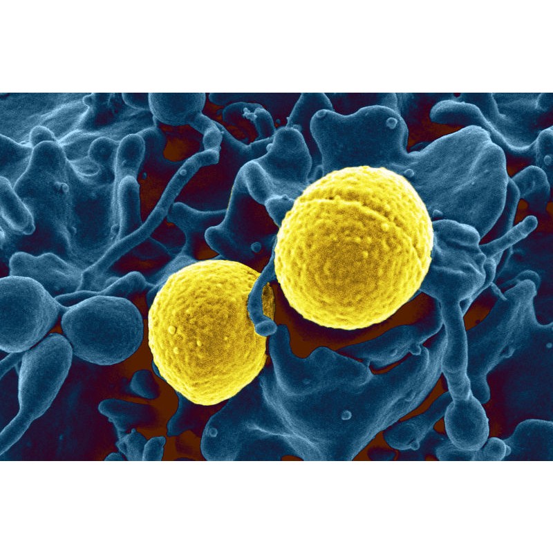 Staphylococcus Carnosus Powder Supplier - Quality Bacterial Culture
