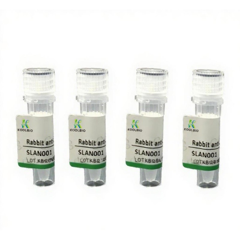Prestained Protein Marker Supplier - OEM Western Blot Sharp Bands
