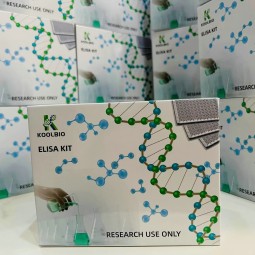 MUC5AC ELISA Kit Manufacturer - OEM Human Mucin Subtype Detection
