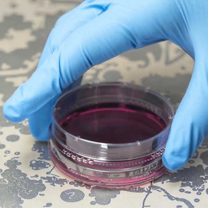 Petri Dishes Supplier - OEM Polystyrene Cell Culture