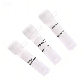 PBR322 Plasmid Supplier - OEM Molecular Cloning Reagent