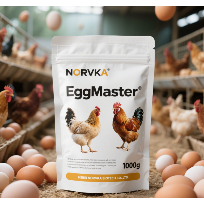Egg Booster Premix Supplier - Layers Chicken Feed Enhancement