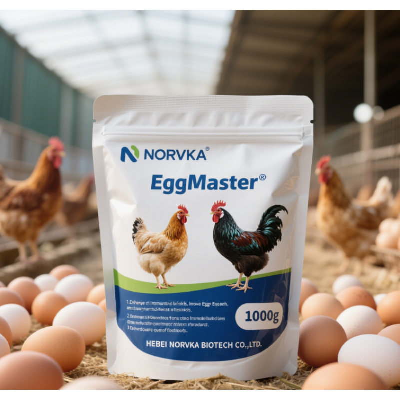 Egg Booster Premix Supplier - Layers Chicken Feed Enhancement