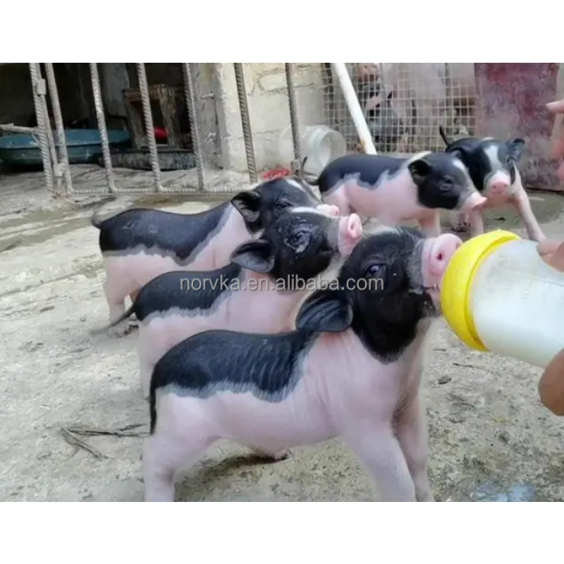 Animal Milk Replacer Manufacturer - Piglet Calf Protein Nutrition