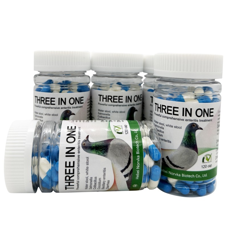 Pigeon Inflammation Supplement Supplier - Enteritis Treatment 120 Pills