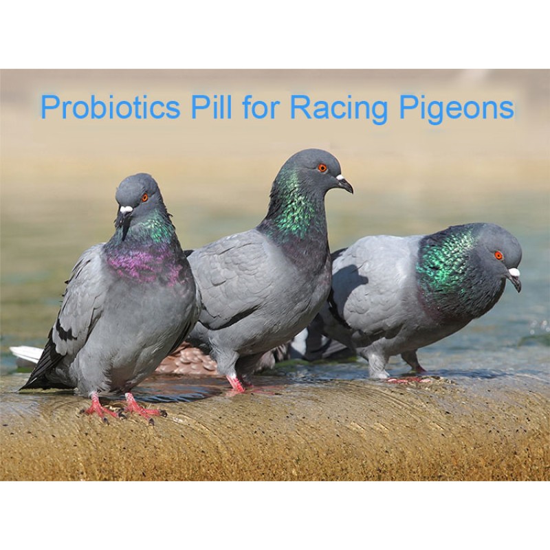 Probiotic Pills for Racing Pigeons Supplement of Calcium, Phosphorus and Probiotics