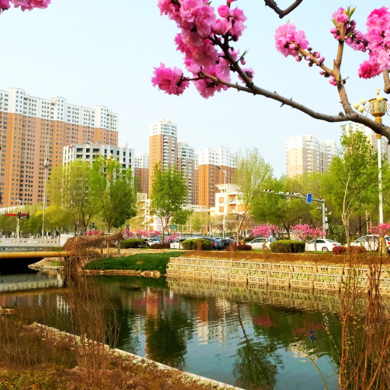 Specialized Bacterium for Wastewater Treatment,Clean Water,Reduce COD BOD TSS Level,Eliminate Sewage Smell