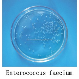 Probiotics Feed Additive Enterococcus Faecium