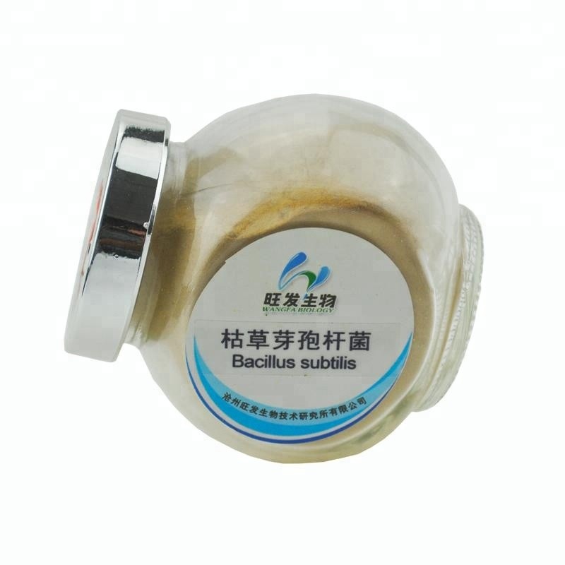 Bacillus Subtilis