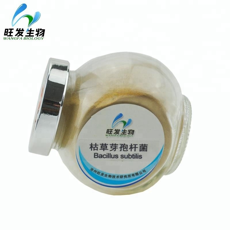 Bacillus Subtilis
