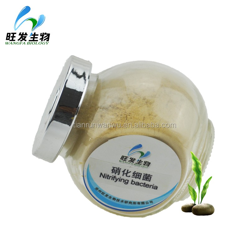 Aquaculture&sewage Nitrite Remover Nitrifying Bacteria