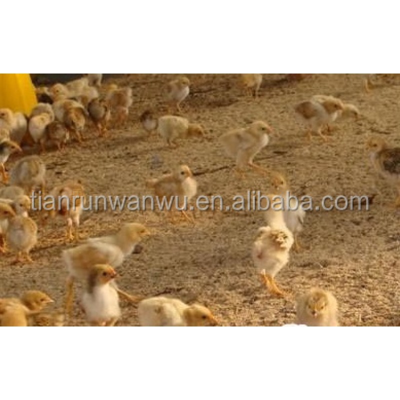 Pig, Chick, Duck, Sheep, Snake, Chicken/hen Fermentation Bed Bacteria