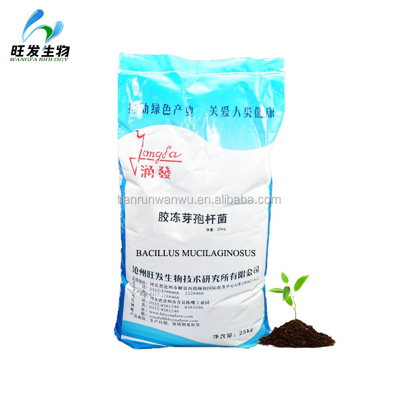 Bacillus Mucilaginosus