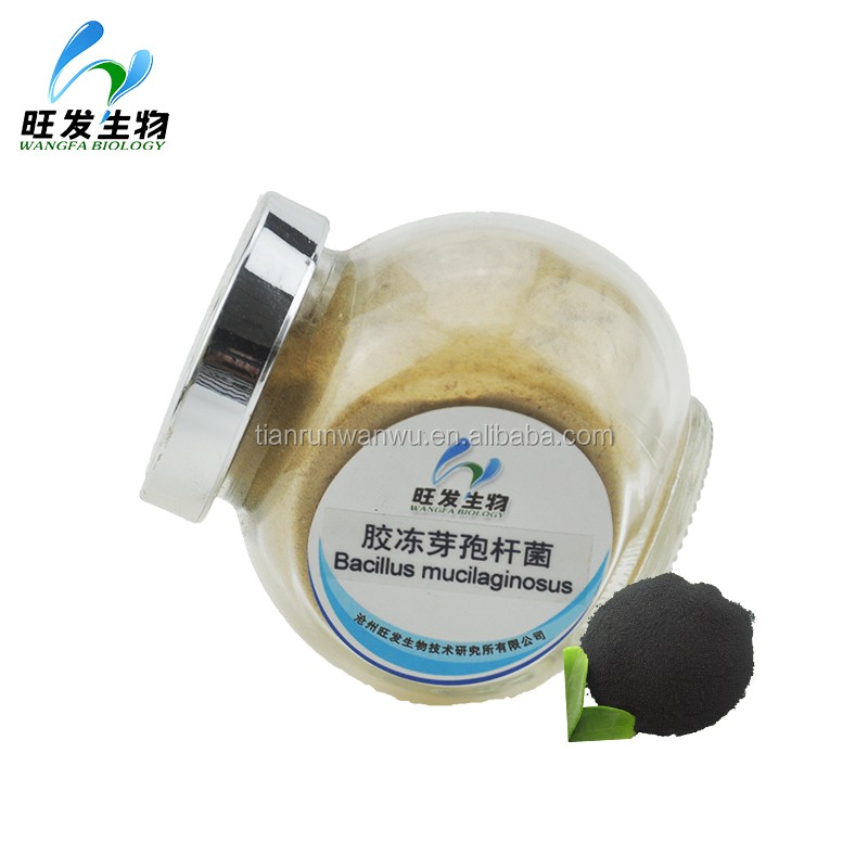 Bacillus Mucilaginosus