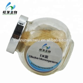 Agricultural EM Bacteria Effective Microorganisms for Poultry and Livestock Breeding