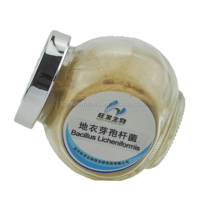 Feed Grade Probiotics Feed Additives Bacillus Licheniformis