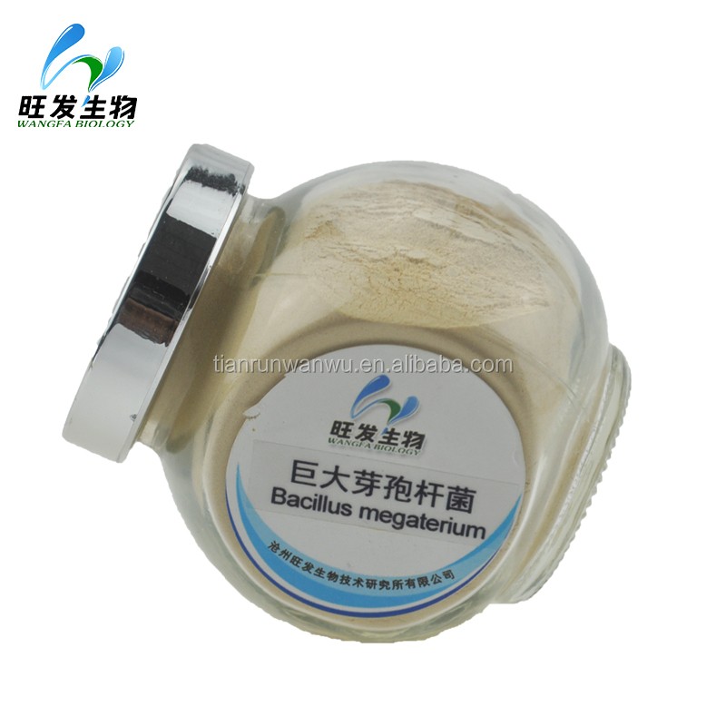 Bacillus Megaterium(phosphate Solubilizing Bacteria)