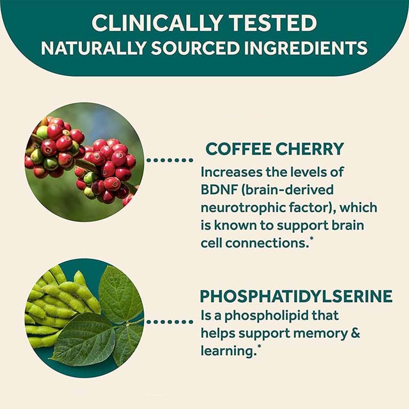 Nootropic Capsules Supplier - OEM Brain Focus Phosphatidylserine