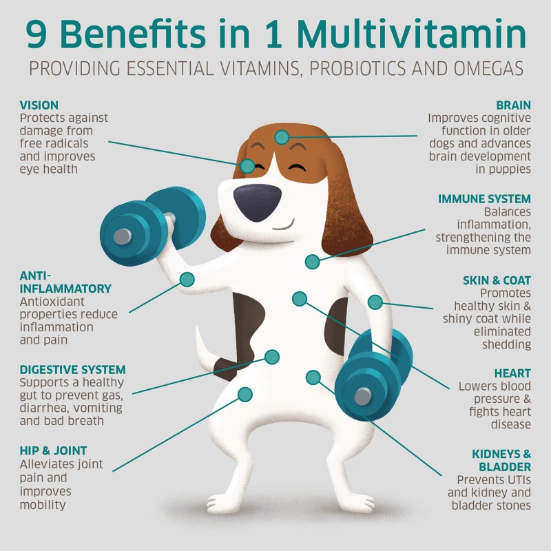 Dog Vitamins Supplement Manufacturer - OEM Multivitamin Hemp Joint Probiotics