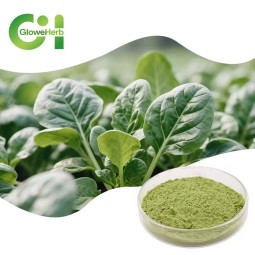 Spinach Powder Factory - OEM Food Grade Dried Green Vegetable Extract