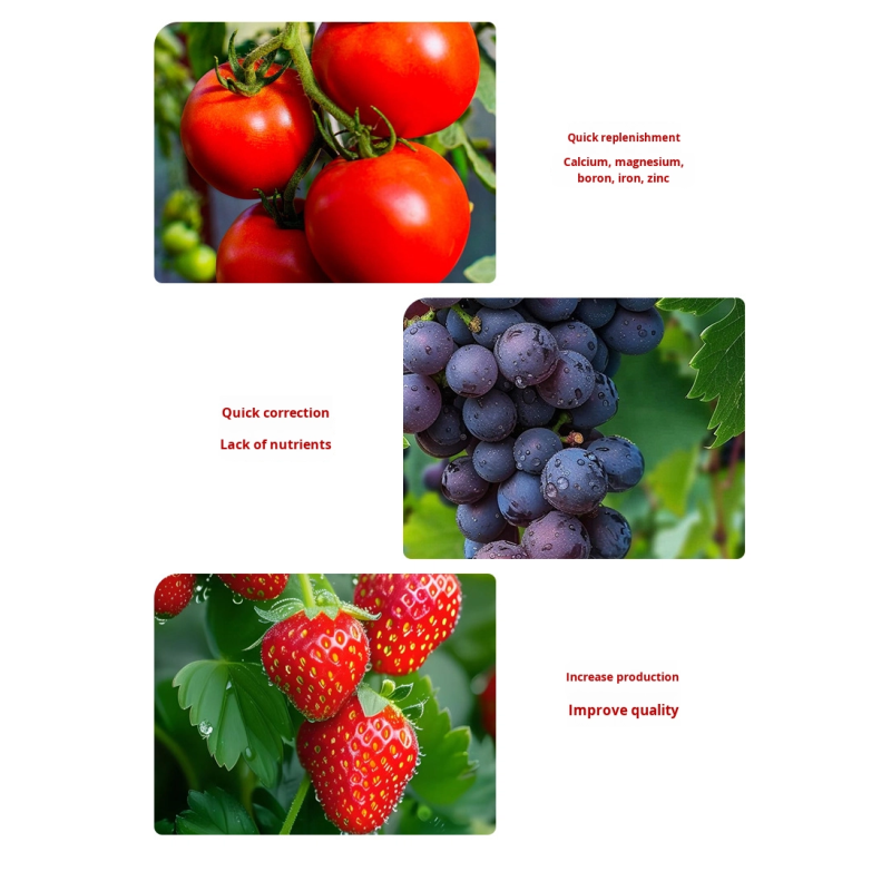 Seaweed Fertilizer Factory - Granular Rooting Seedling