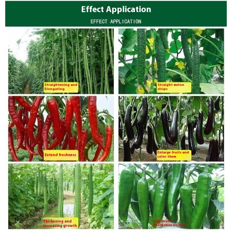 Water-Soluble Fertilizer Manufacturer - Seaweed Slow Release