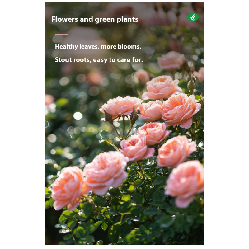 Rooting Agent Supplier - Seedling Strengthening Organic