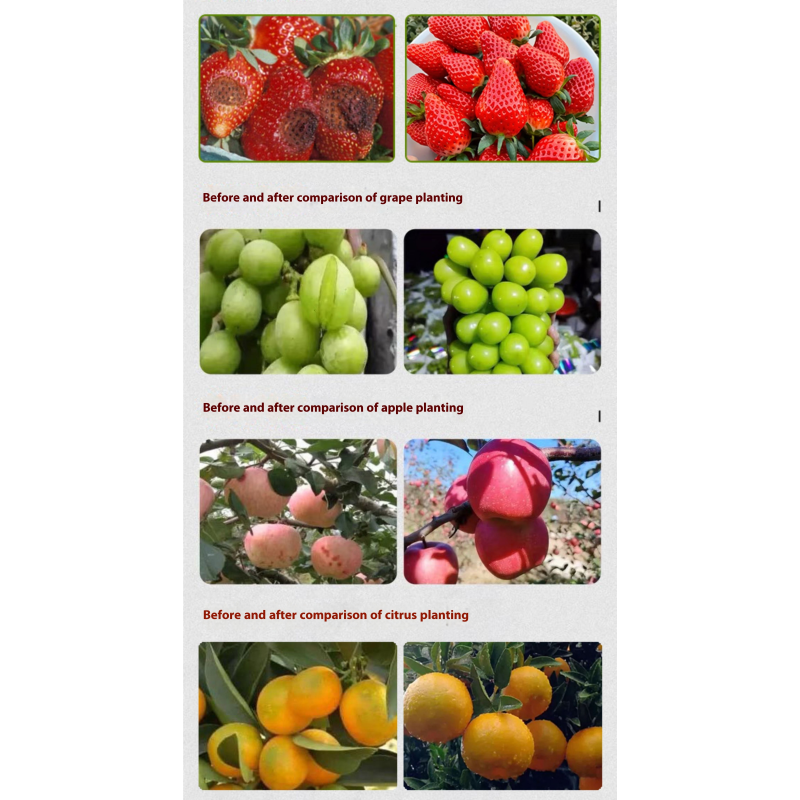 Seaweed Fertilizer Supplier - Microbial Eco-Friendly Natural