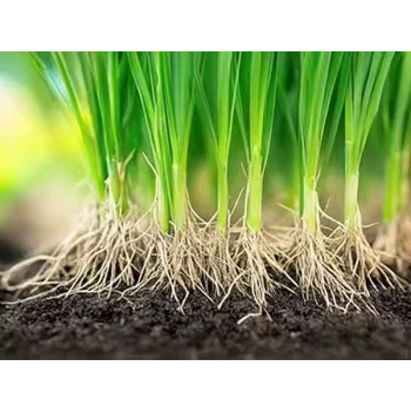 Rooting Agent Factory - Suspension-Type Rooting