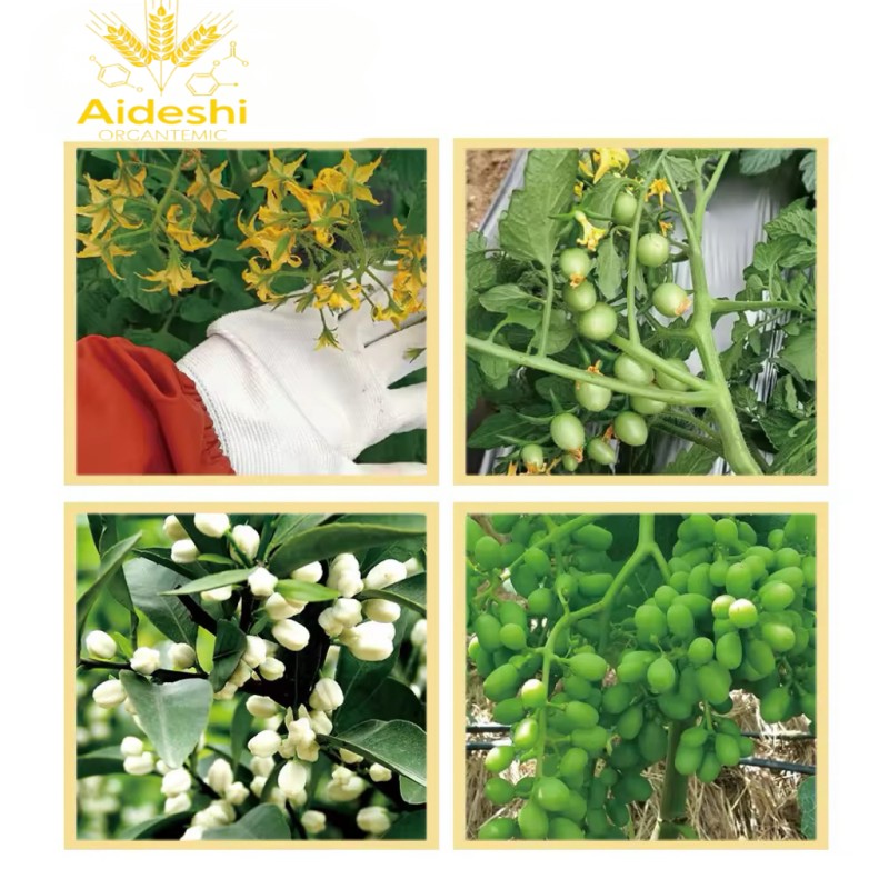 Rooting Fertilizer Factory - Organic Liquid Eco-Friendly