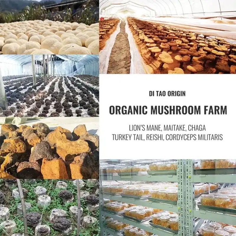 Qinshantang Natural 10:1 20:1 Instant Freeze Dried China Shiitake Dual Extraction Method Mushroom Extract Powder