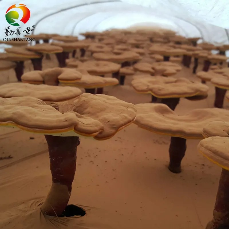 Qinshantang Ganoderma Nutrient Lucidum Powder Organic Low Price Reishi Wild Reishi Mushroom Extract Powder. for Dogs