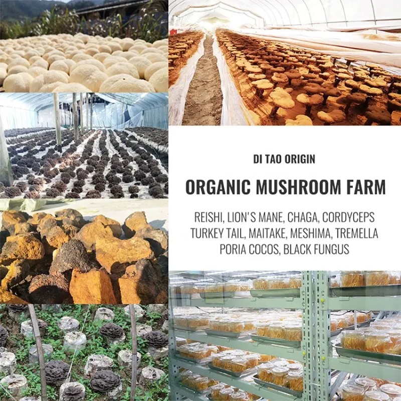 Qinshantang Private Label Turkey Tail Mushroom Extract Powder Turkey Tail Mushroom Powder Turkey Tail Mushroom Extract