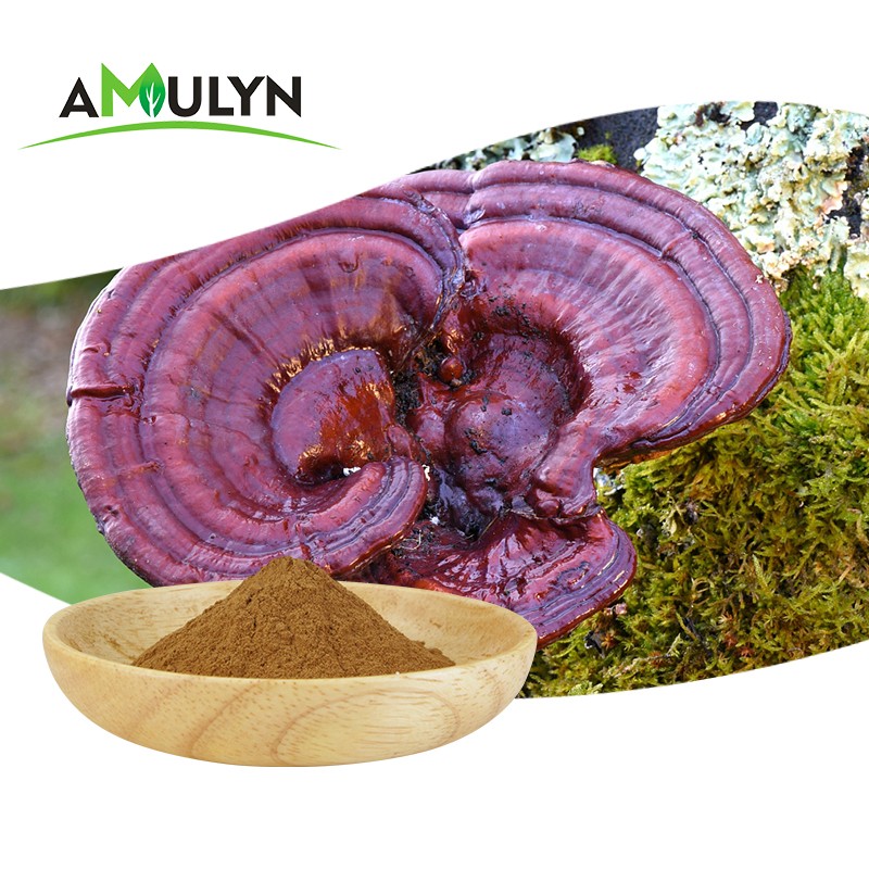 Organic Red Ling Zhi Reishi Mushroom Powder Ganoderma Lucidum Extract Polysaccharide 30% 40% 50%
