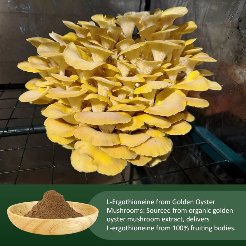 AMULYN Food Grade Natural High Quality Pleurotus Citrinopileatus Golden Oyster Mushroom Extract Powder Ergothioneine Powder
