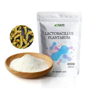 AMULYN Lactobacillus Plantarum Probiotics Powder Premium White Powder Appearance