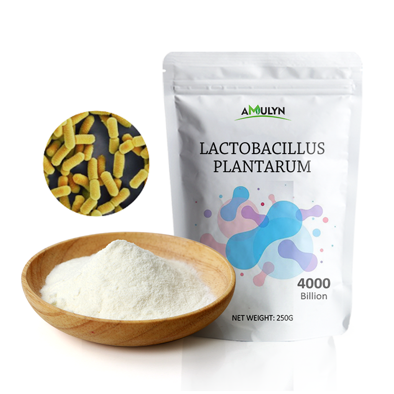 AMULYN Lactobacillus Plantarum Probiotics Powder Premium White Powder Appearance